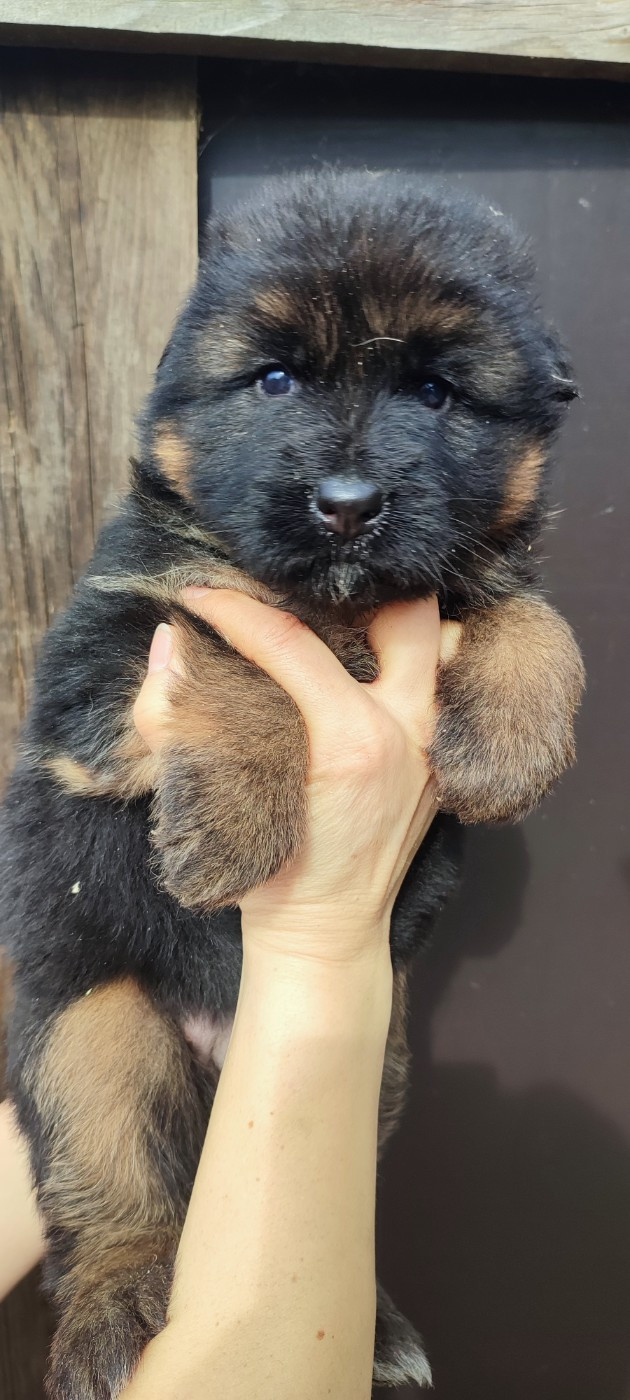 Casa De Nall - Chiots disponibles - Berger Allemand