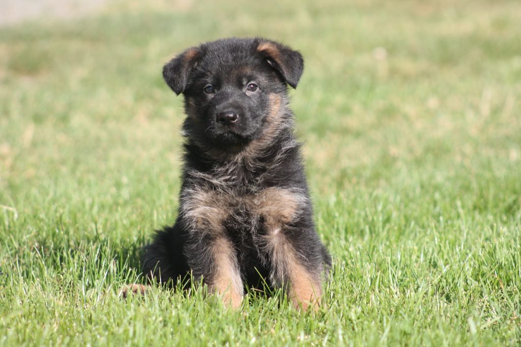 Casa De Nall - Chiots disponibles - Berger Allemand